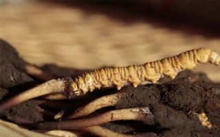 怎么有效分辨冬蟲夏草的陳草與鮮草？