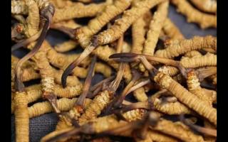 冬蟲夏草的產(chǎn)量為何一年不如一年呢？