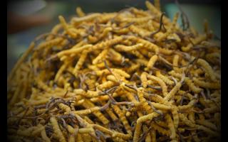 買(mǎi)到便宜的冬蟲(chóng)夏草都是人工種植的嗎？