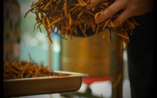 冬蟲夏草產(chǎn)量為何一年不如一年！