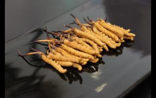 不同形態(tài)的冬蟲夏草應如何保存！