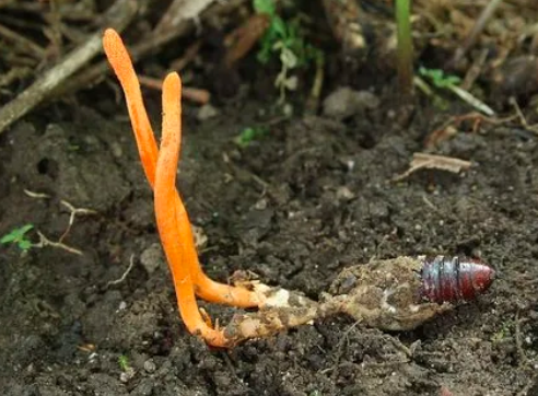 野生冬蟲(chóng)夏草生長(zhǎng)主要分為4個(gè)階段