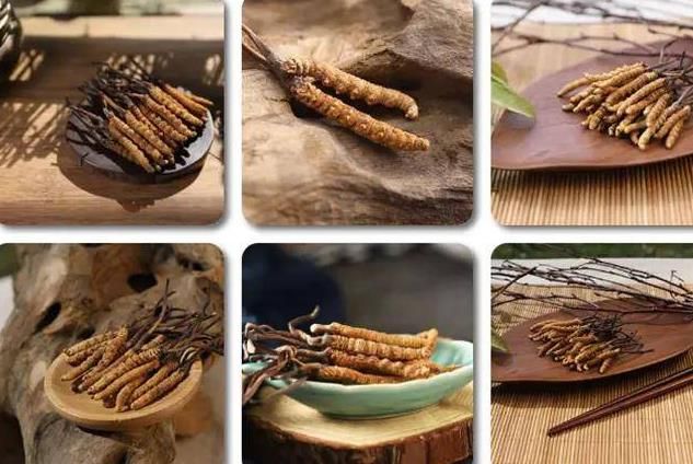 冬蟲夏草和白蟲草有什么區(qū)別？