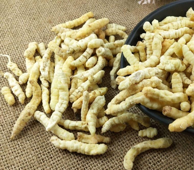 冬蟲夏草和白蟲草有什么區(qū)別？