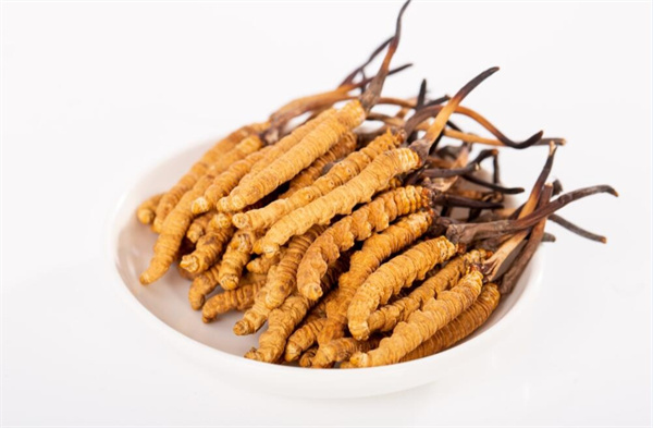 冬蟲夏草和夾脊魚搭配怎么吃？