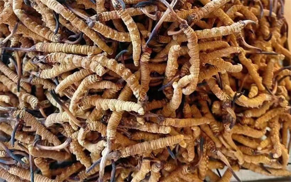 冬蟲夏草可以和番石榴一起吃嗎？