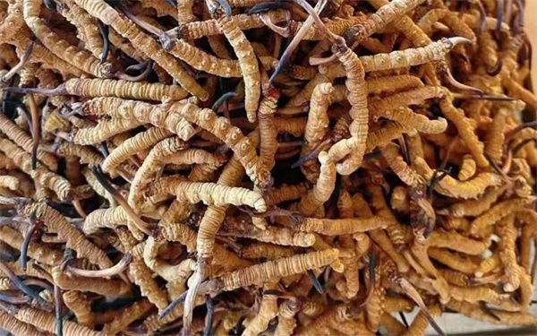 冬蟲夏草怎么看壞沒壞？影響冬蟲夏草品質(zhì)的6個(gè)因素