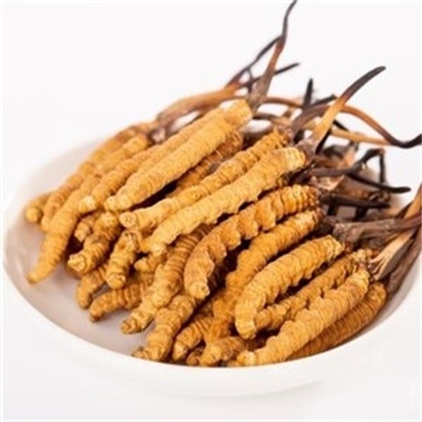 冬蟲夏草多少錢一克？2023年冬蟲夏草價(jià)格表