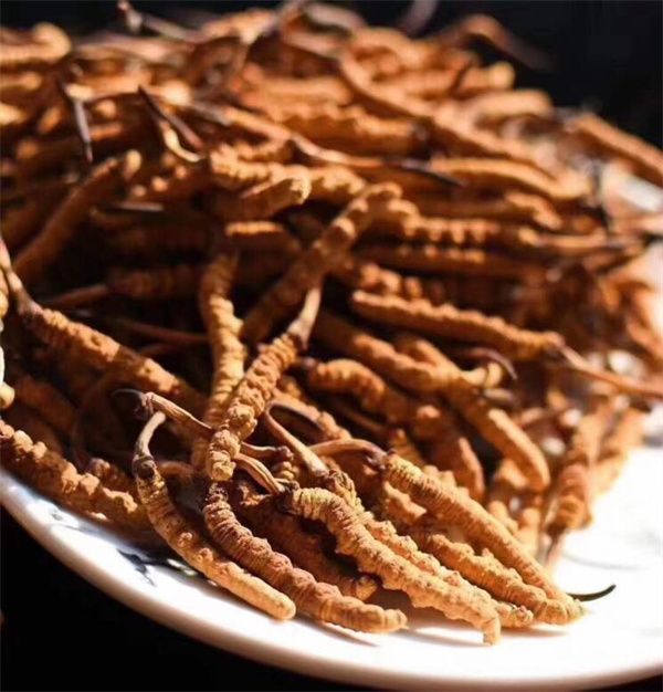 冬蟲夏草能存放多久？真空冷藏可以保存5年