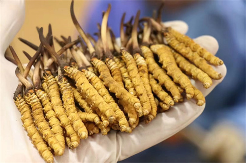 冬蟲夏草價(jià)格為多少？冬蟲夏草2023價(jià)目表