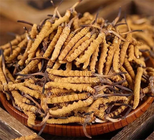 冬蟲夏草一斤多少錢？購買冬蟲夏草時需要考慮的5個因素