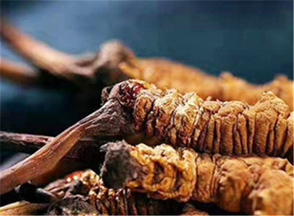 冬蟲(chóng)夏草的8大禁忌 冬蟲(chóng)夏草有哪些禁忌？