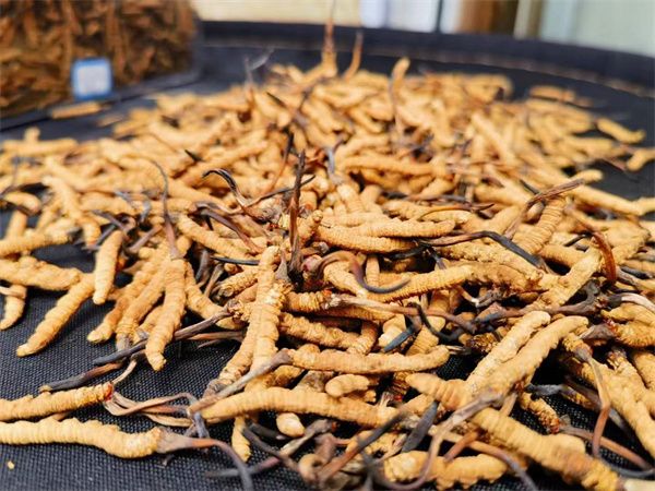 冬蟲夏草怎么辨別真假？指點辨別冬蟲夏草真假的方法