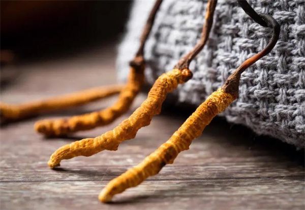 冬蟲(chóng)夏草能治什么 冬蟲(chóng)夏草常用于滋補(bǔ)養(yǎng)生