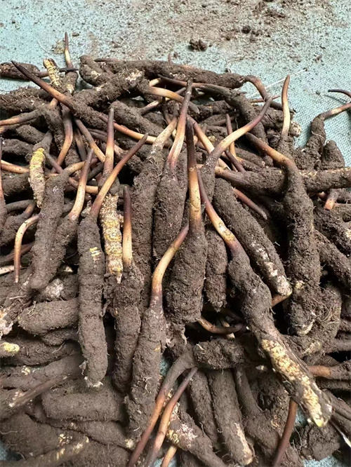 手術(shù)后能否食用冬蟲夏草？專家解答與術(shù)后康復(fù)建議