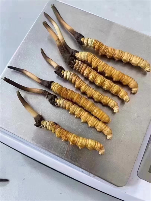 冬蟲夏草煮還是泡好？兩種食用方法的對比分析