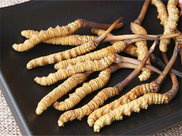 真的冬蟲夏草什么價格 2024年冬蟲夏草參考售價