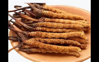 冬蟲夏草和蛹蟲草有哪些地方不一樣？冬蟲夏草和蛹蟲草6個(gè)方面的區(qū)別