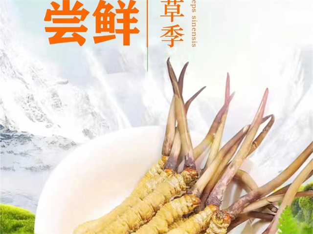 冬蟲夏草可以嫁接嗎？冬蟲夏草的形成過程極為特殊和復(fù)雜