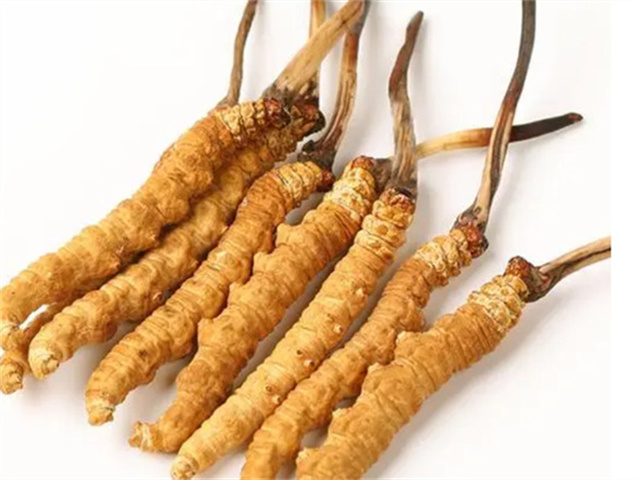 男人適合食用冬蟲夏草嗎？冬蟲夏草的藥用價(jià)值