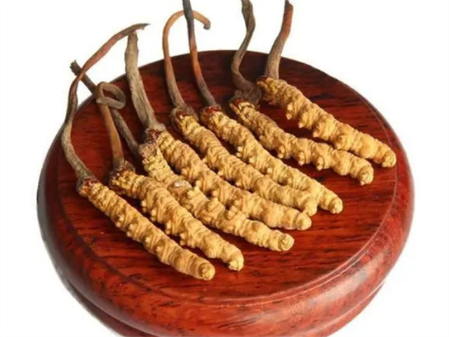 老人能吃冬蟲夏草嗎？老年人食用冬蟲夏草的4個(gè)好處