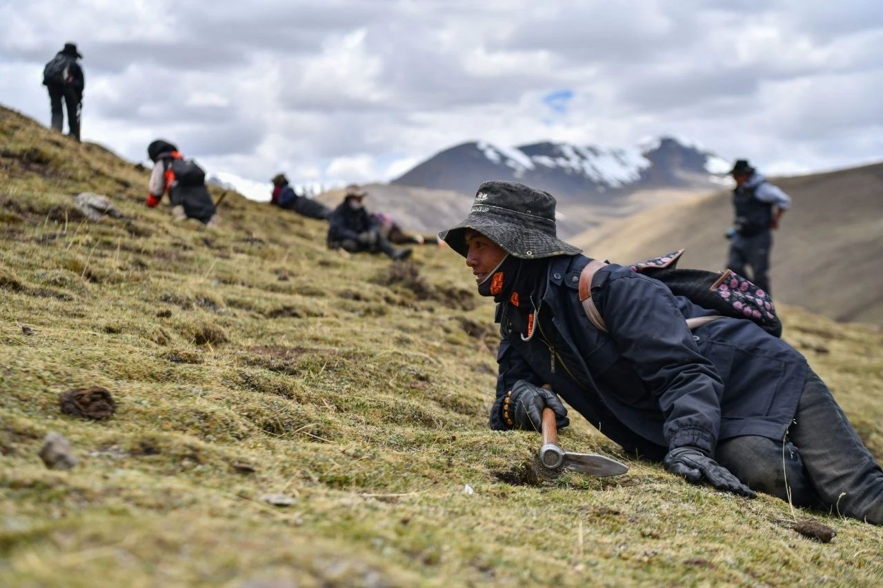 2.99萬公斤！那曲市冬蟲夏草產(chǎn)量創(chuàng)新高