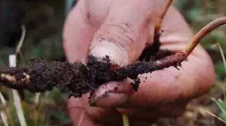 科學(xué)與傳奇：西藏那曲野生冬蟲(chóng)夏草的現(xiàn)代研究