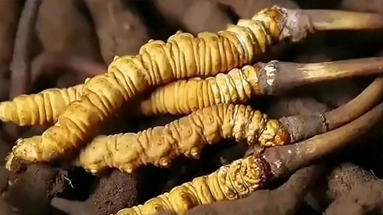  那曲蟲草市場亂象揭秘：如何避免買到假貨？