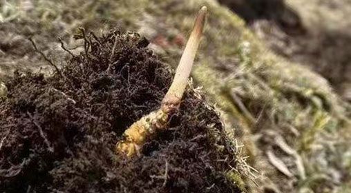  <a href=http://www.baduowang.com/xinxian/ target=_blank class=infotextkey>鮮冬蟲夏草</a>的多樣食用方法