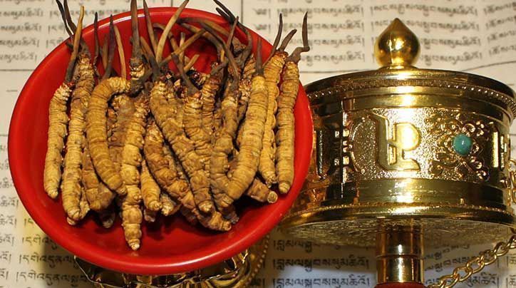 <a href=http://www.baduowang.com/ target=_blank class=infotextkey>那曲<a href=http://www.baduowang.com/ target=_blank class=infotextkey>冬蟲(chóng)夏草</a></a>的有哪些藥用價(jià)值