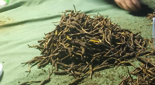 <a href=http://www.baduowang.com/xinxian/ target=_blank class=infotextkey>鮮冬蟲(chóng)夏草</a>的正確食用方法指南