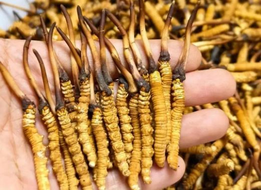 <a href=http://www.baduowang.com/sdph/zcw/ target=_blank class=infotextkey>珍草王冬蟲夏草</a>是真的嗎？