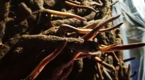 <a href=http://www.baduowang.com/xinxian/ target=_blank class=infotextkey>新<a href=http://www.baduowang.com/xinxian/ target=_blank class=infotextkey>鮮冬蟲夏草</a></a>的多種食用方法