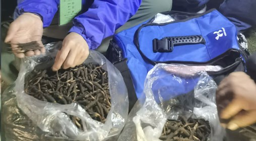 新鮮那曲蟲草多少錢一根？揭秘冬蟲夏草的價格密碼
