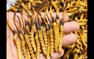 珍草王冬蟲(chóng)夏草是真的嗎？揭秘珍稀藥材的真相