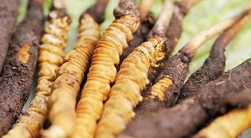 <a href=http://www.baduowang.com/xinxian/ target=_blank class=infotextkey>新<a href=http://www.baduowang.com/xinxian/ target=_blank class=infotextkey>鮮冬蟲夏草</a></a>怎么洗 