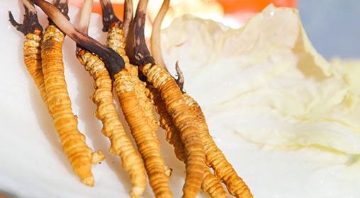 <a href=http://www.baduowang.com/xinxian/ target=_blank class=infotextkey>新<a href=http://www.baduowang.com/xinxian/ target=_blank class=infotextkey>鮮冬蟲夏草價格</a></a>  