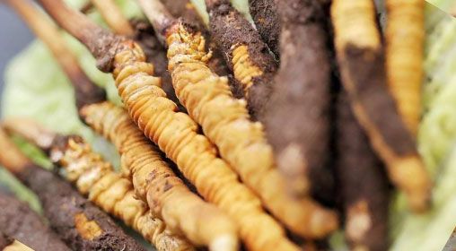 新鮮冬蟲(chóng)夏草怎么服用