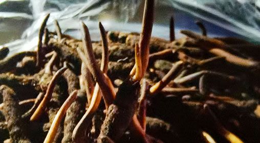 <a href=http://www.baduowang.com/xinxian/ target=_blank class=infotextkey>新<a href=http://www.baduowang.com/xinxian/ target=_blank class=infotextkey>鮮冬蟲夏草</a></a>營養(yǎng)有哪些呢