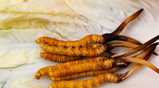 那曲雪域<a href=http://www.baduowang.com/xinxian/ target=_blank class=infotextkey>新<a href=http://www.baduowang.com/xinxian/ target=_blank class=infotextkey>鮮冬蟲夏草</a></a>