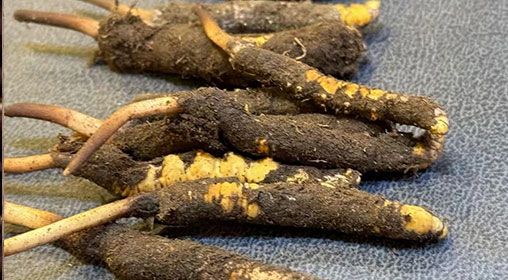 新鮮冬蟲(chóng)夏草壞了：原因、識(shí)別與應(yīng)對(duì)策略