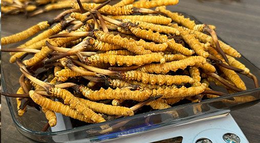 <a href=http://www.baduowang.com/s/brxcc target=_blank class=infotextkey>比如縣冬蟲夏草</a>新鮮度