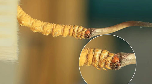 冬蟲夏草新鮮好嗎？解密新鮮蟲草的獨(dú)特價值