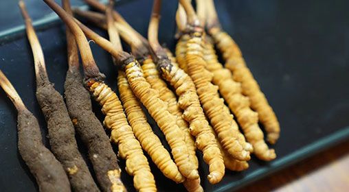 魚(yú)翅與<a href=http://www.baduowang.com/xinxian/ target=_blank class=infotextkey>新<a href=http://www.baduowang.com/xinxian/ target=_blank class=infotextkey>鮮冬蟲(chóng)夏草</a></a>