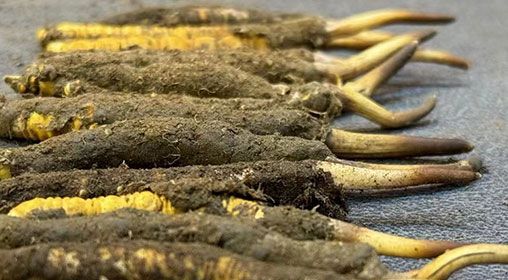 那曲<a href=http://www.baduowang.com/xinxian/ target=_blank class=infotextkey>新<a href=http://www.baduowang.com/xinxian/ target=_blank class=infotextkey>鮮冬蟲(chóng)夏草</a></a>采摘