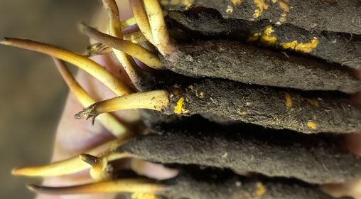 <a href=http://www.baduowang.com/xinxian/ target=_blank class=infotextkey>新<a href=http://www.baduowang.com/xinxian/ target=_blank class=infotextkey>鮮冬蟲夏草</a></a>晾曬 