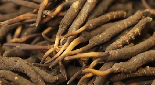 <a href=http://www.baduowang.com/xinxian/ target=_blank class=infotextkey>新<a href=http://www.baduowang.com/xinxian/ target=_blank class=infotextkey>鮮冬蟲夏草</a></a>品質(zhì)