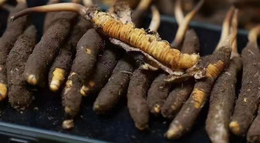 <a href=http://www.baduowang.com/xinxian/ target=_blank class=infotextkey>新<a href=http://www.baduowang.com/xinxian/ target=_blank class=infotextkey>鮮冬蟲夏草</a></a>發(fā)貨 