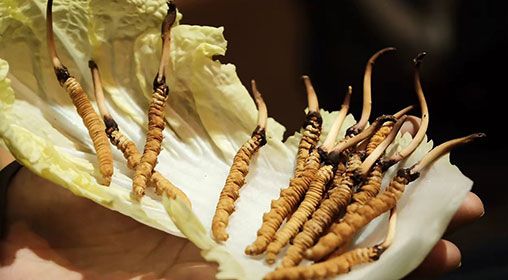 冷藏<a href=http://www.baduowang.com/xinxian/ target=_blank class=infotextkey>新<a href=http://www.baduowang.com/xinxian/ target=_blank class=infotextkey>鮮冬蟲夏草</a></a>   