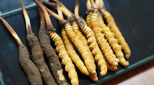 <a href=http://www.baduowang.com/xinxian/ target=_blank class=infotextkey>新<a href=http://www.baduowang.com/xinxian/ target=_blank class=infotextkey>鮮冬蟲夏草</a></a>做菜